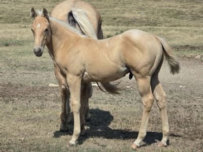 Paddys Gin Kiss JW<BR>AQHA 6499738